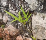 genus Phymatosorus