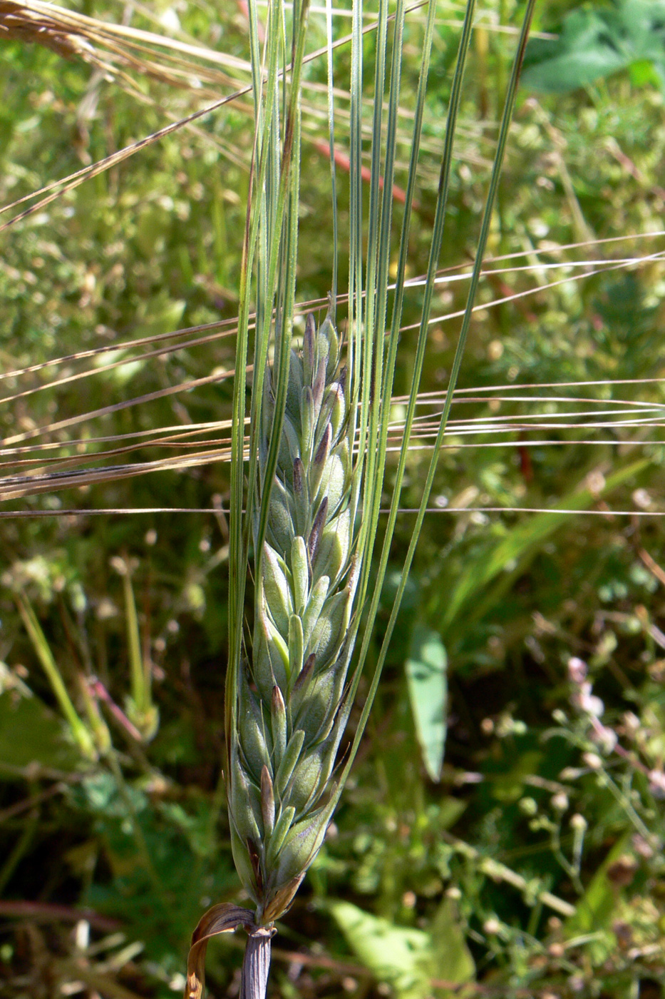 Image of Hordeum distichon specimen.