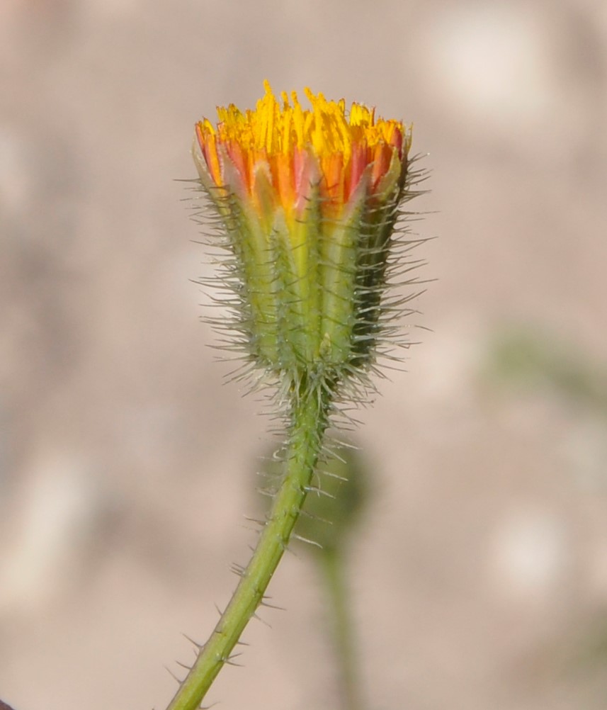Image of Hypochaeris achyrophorus specimen.