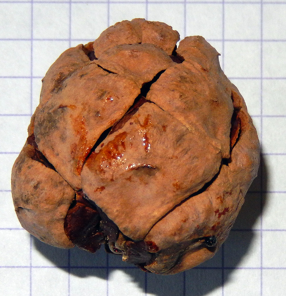 Image of Taxodium distichum specimen.