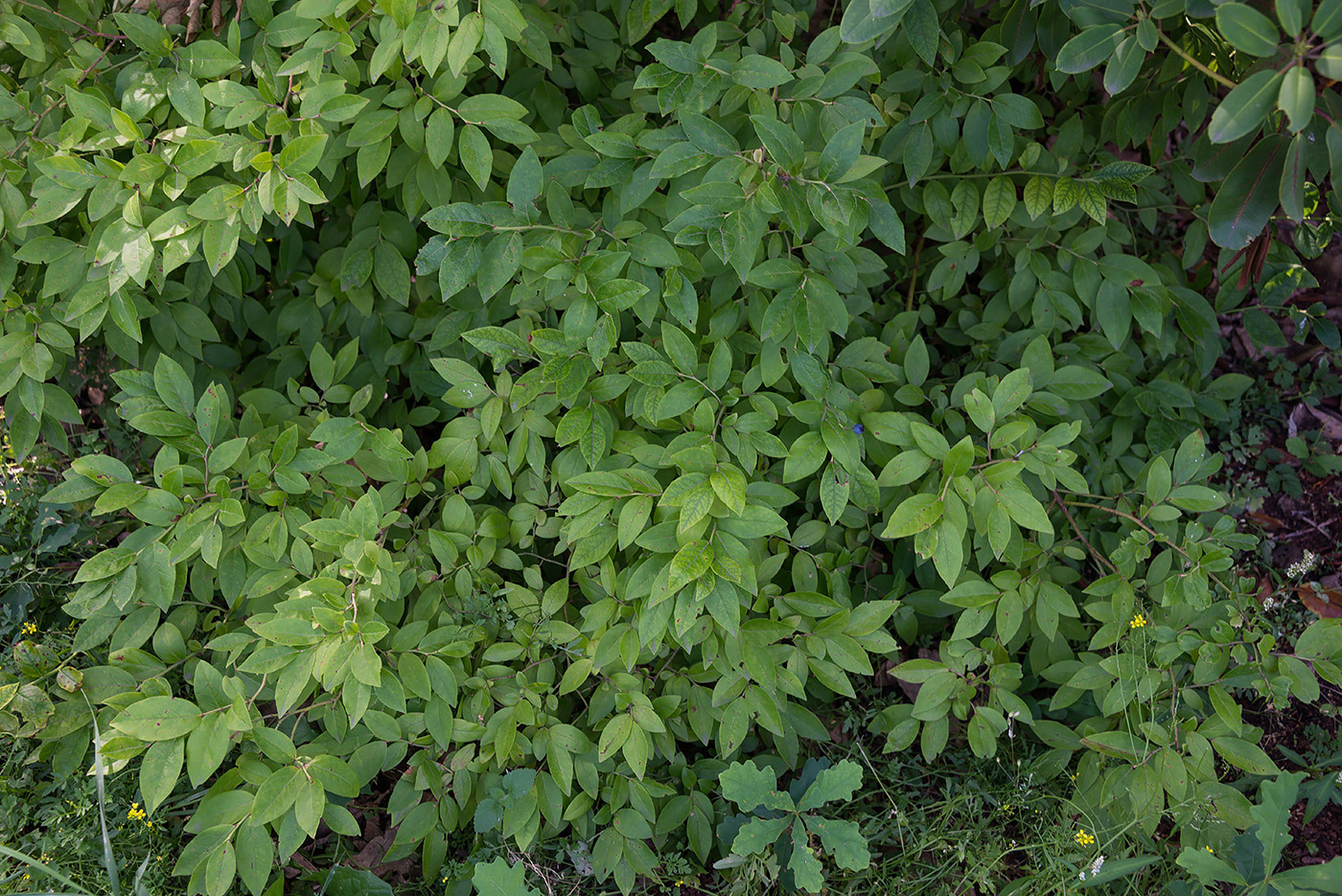 Изображение особи род Vaccinium.