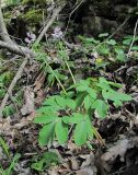 Corydalis cava