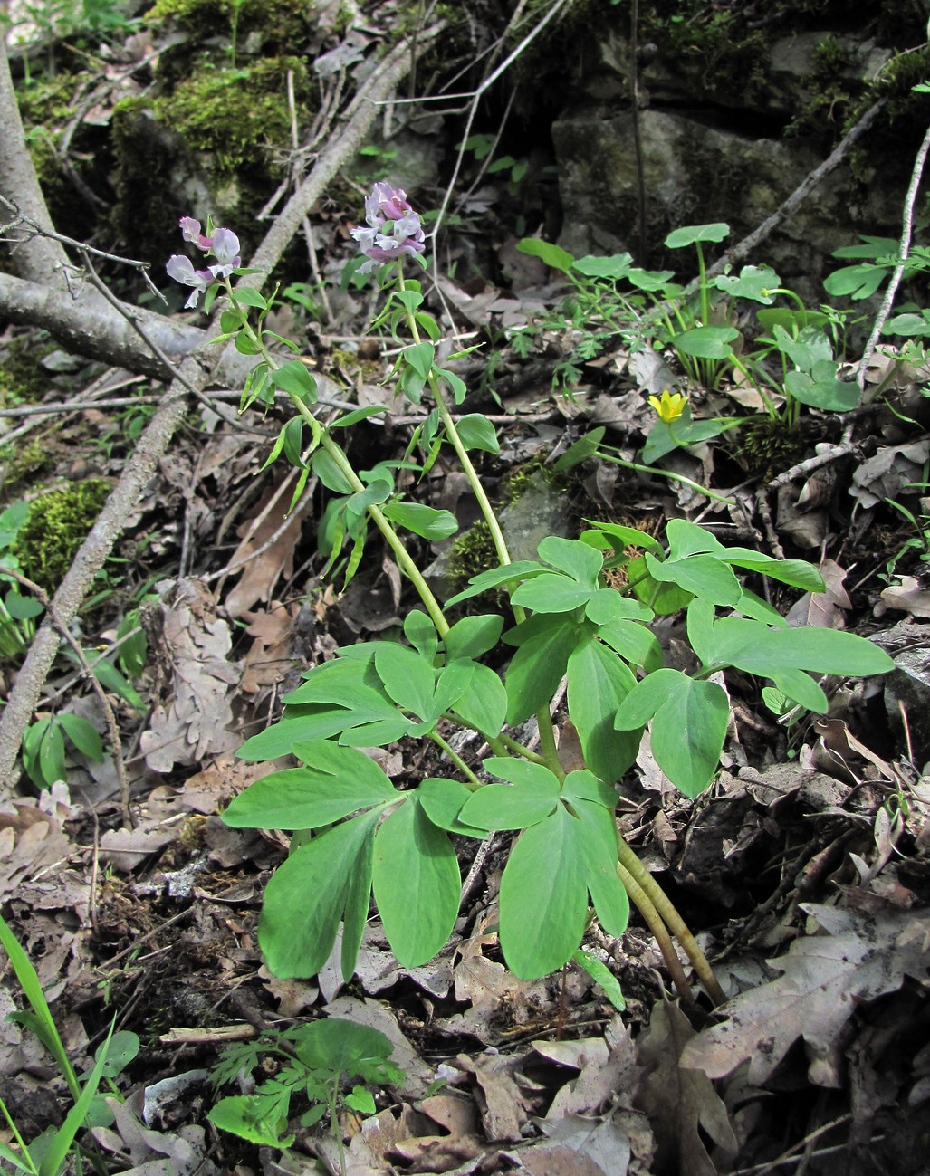 Image of Corydalis cava specimen.