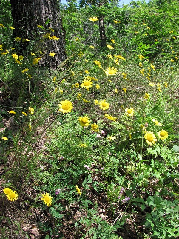 Изображение особи Anthemis monantha.