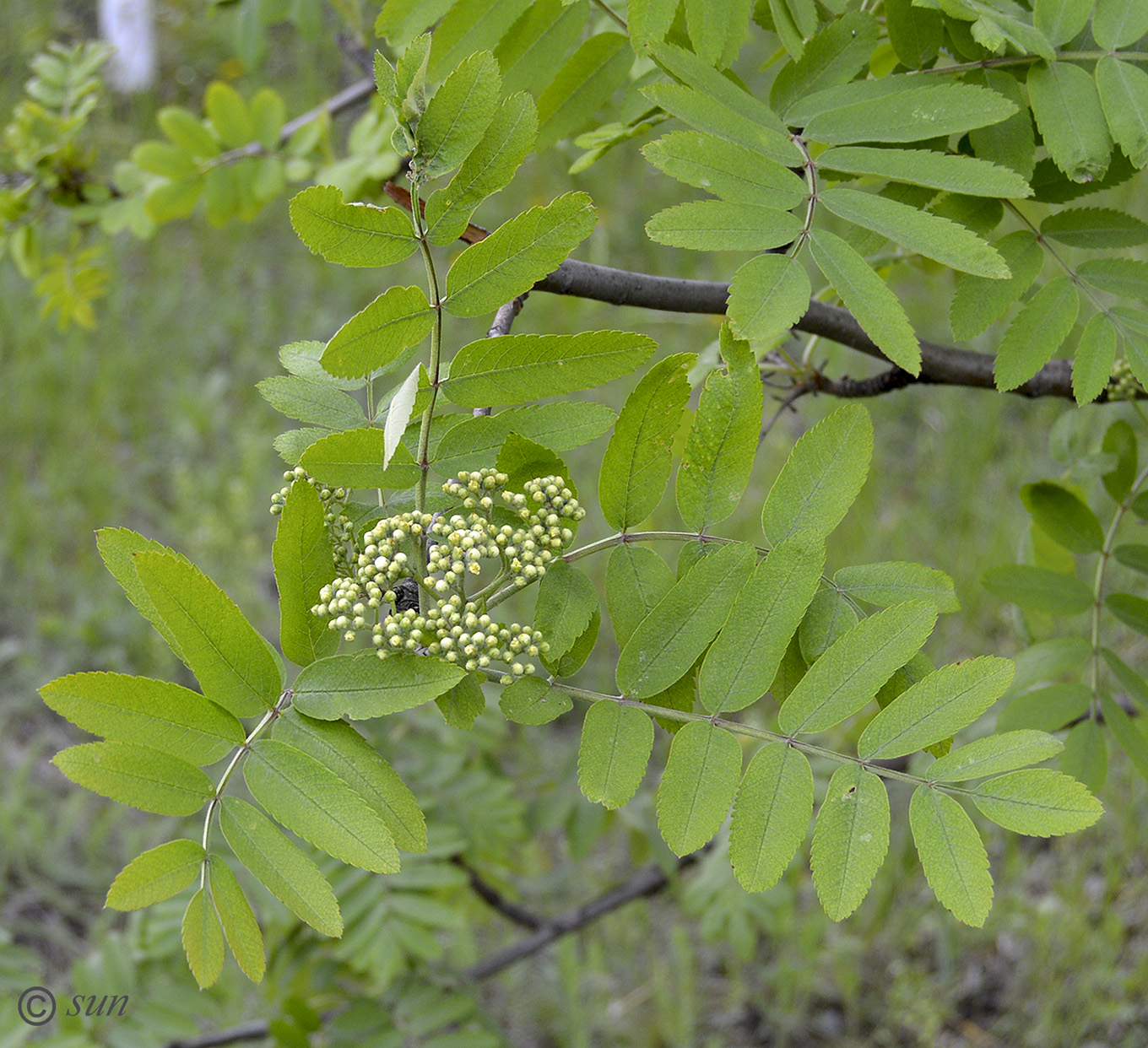 Изображение особи Sorbus aucuparia.