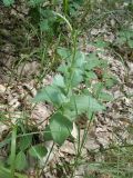 Epipactis helleborine