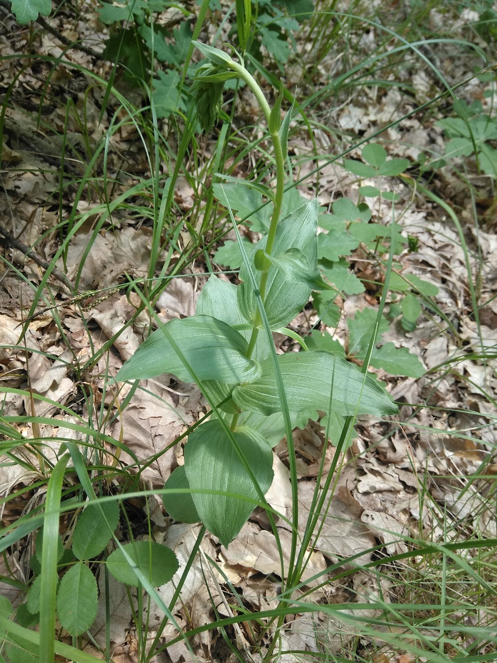 Изображение особи Epipactis helleborine.