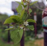 Actinidia kolomikta