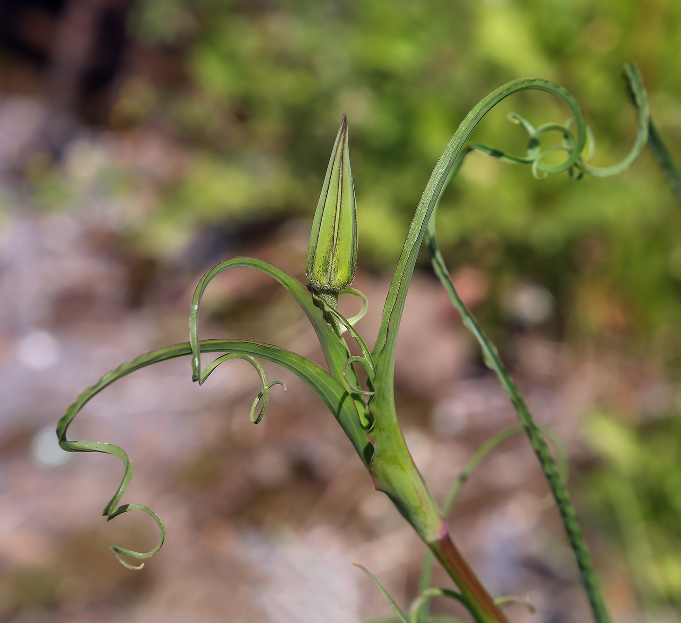 Изображение особи Tragopogon pratensis.