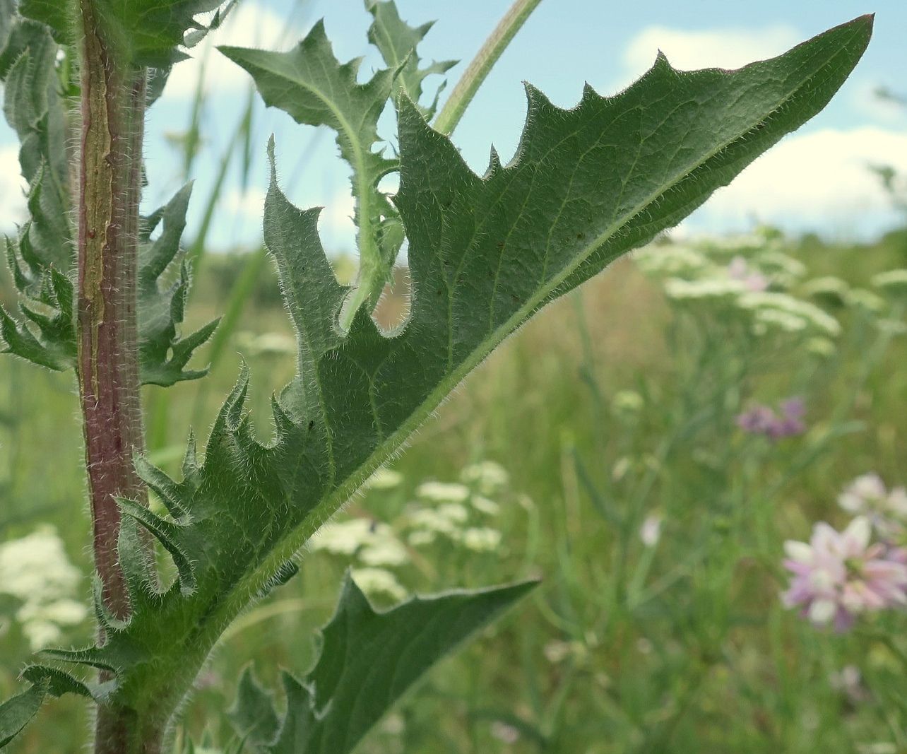 Image of Crepis rhoeadifolia specimen.