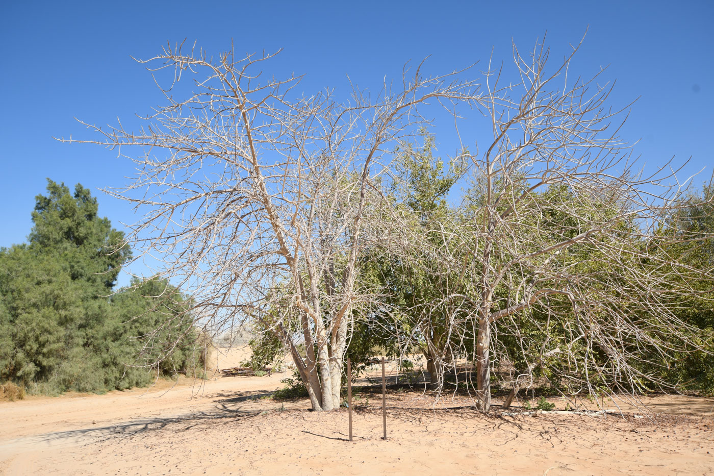 Изображение особи Sclerocarya birrea.