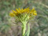 Inula caspica