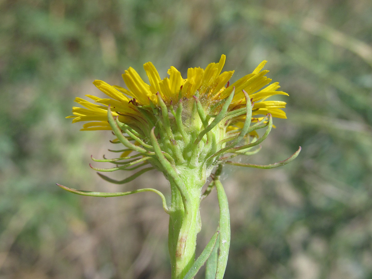 Изображение особи Inula caspica.