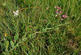 Lathyrus latifolius