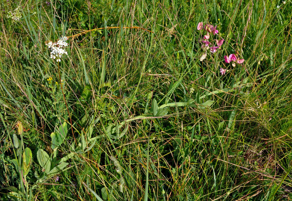 Изображение особи Lathyrus latifolius.