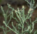 Centaurea diffusa