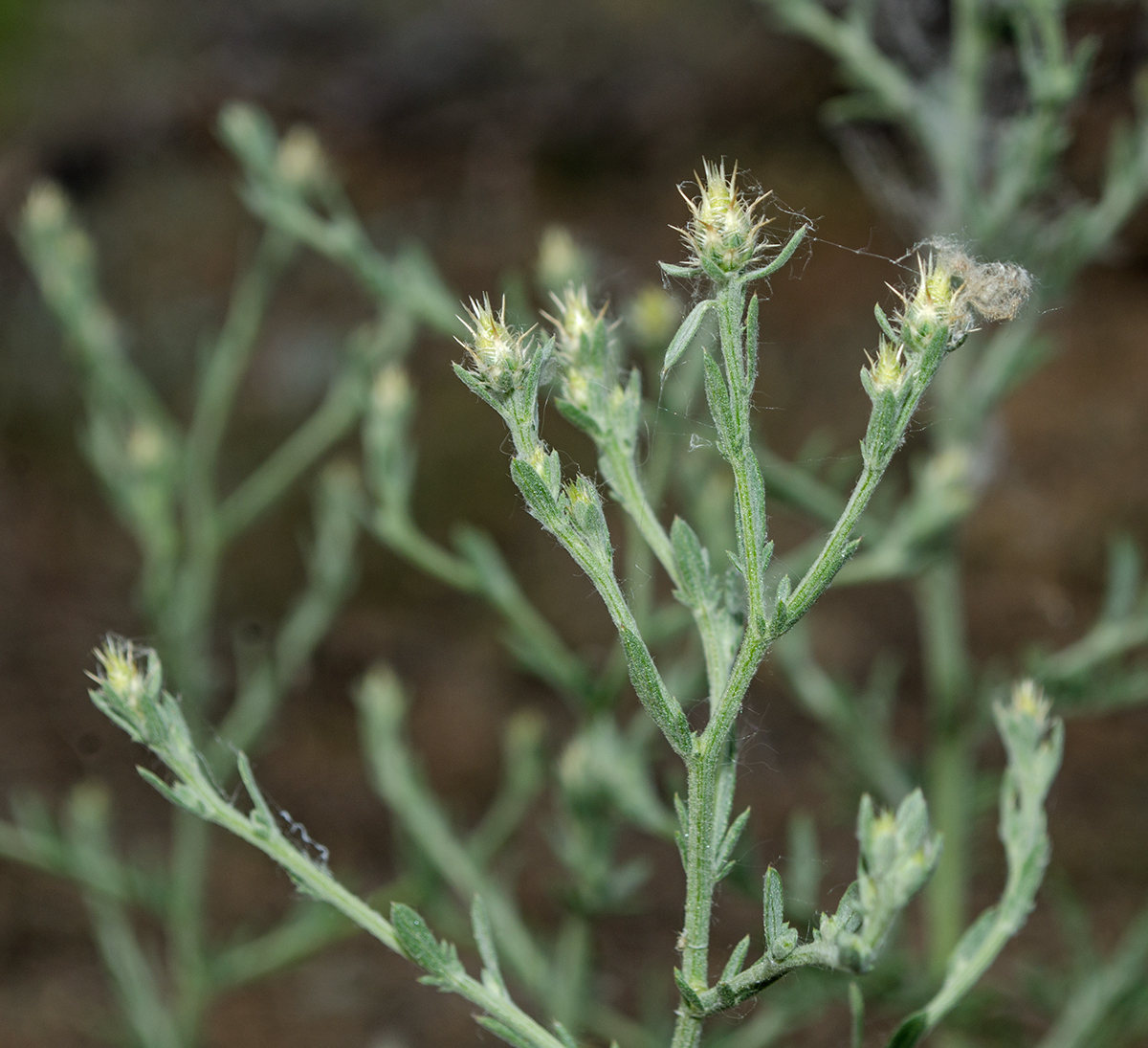 Image of Centaurea diffusa specimen.