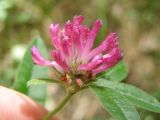 Trifolium alpestre