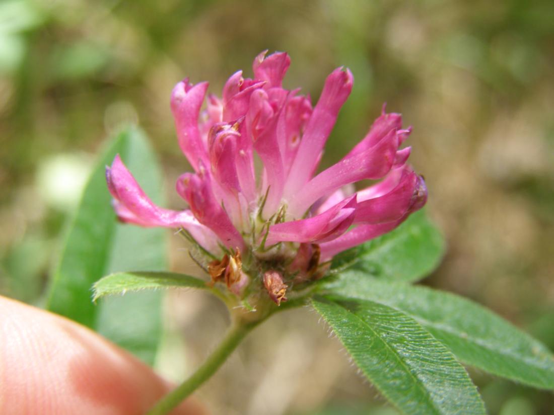 Изображение особи Trifolium alpestre.