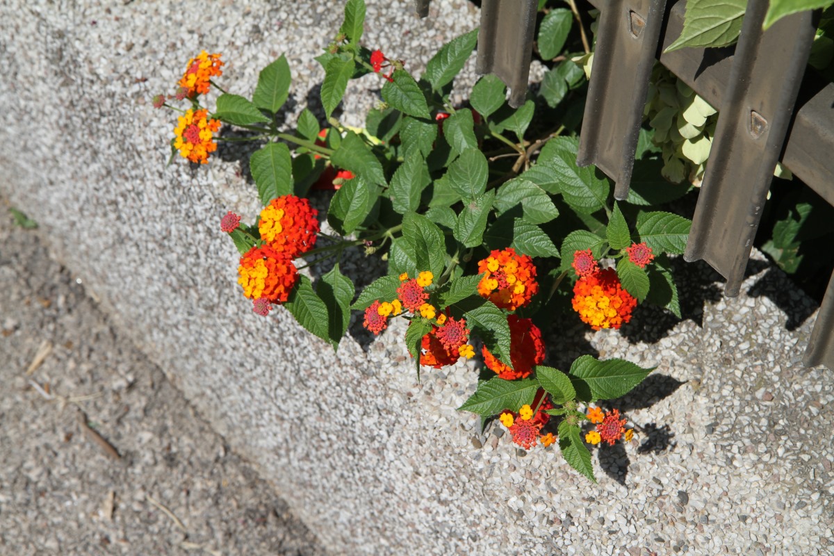 Изображение особи Lantana camara.