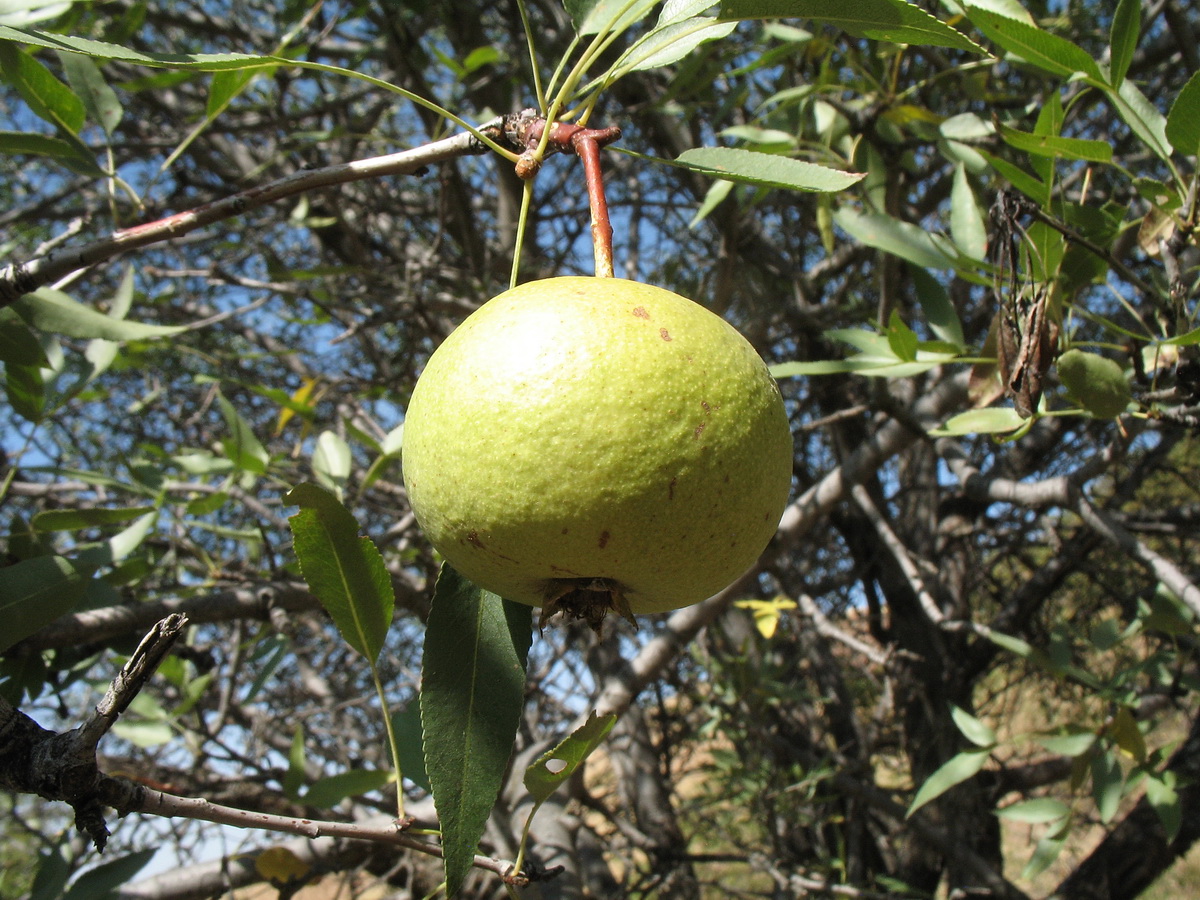 Image of genus Pyrus specimen.