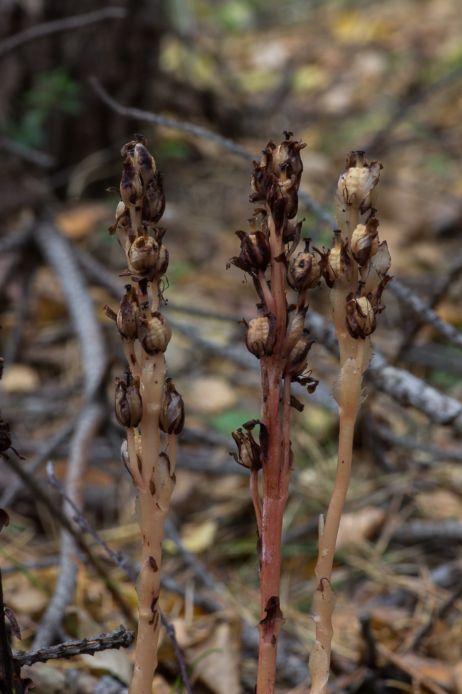 Image of Hypopitys monotropa specimen.