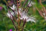 Chamaenerion angustifolium. Часть соплодия с раскрывающимися плодами. Челябинская обл., Кыштымский гор. округ, гора Сугомак, ≈ 600 м н.у.м., луг на опушке сосново-лиственичного леса. 04.08.2019.