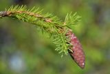 Picea &times; fennica