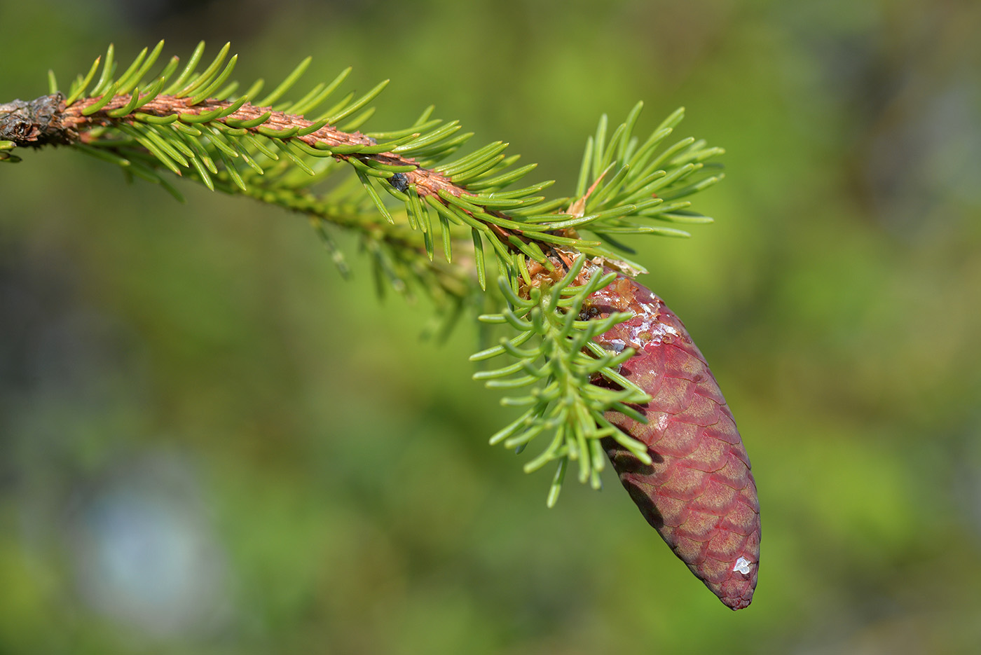 Image of Picea &times; fennica specimen.