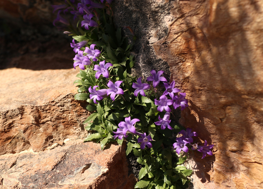 Изображение особи род Campanula.