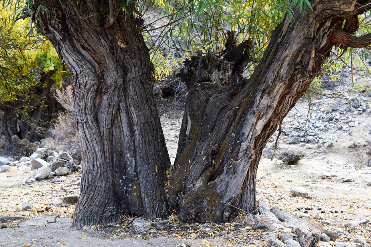 Image of Salix excelsa specimen.