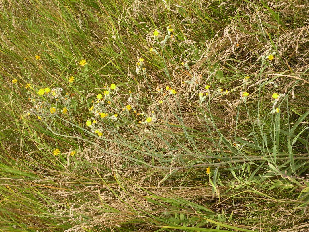 Image of Pilosella echioides specimen.