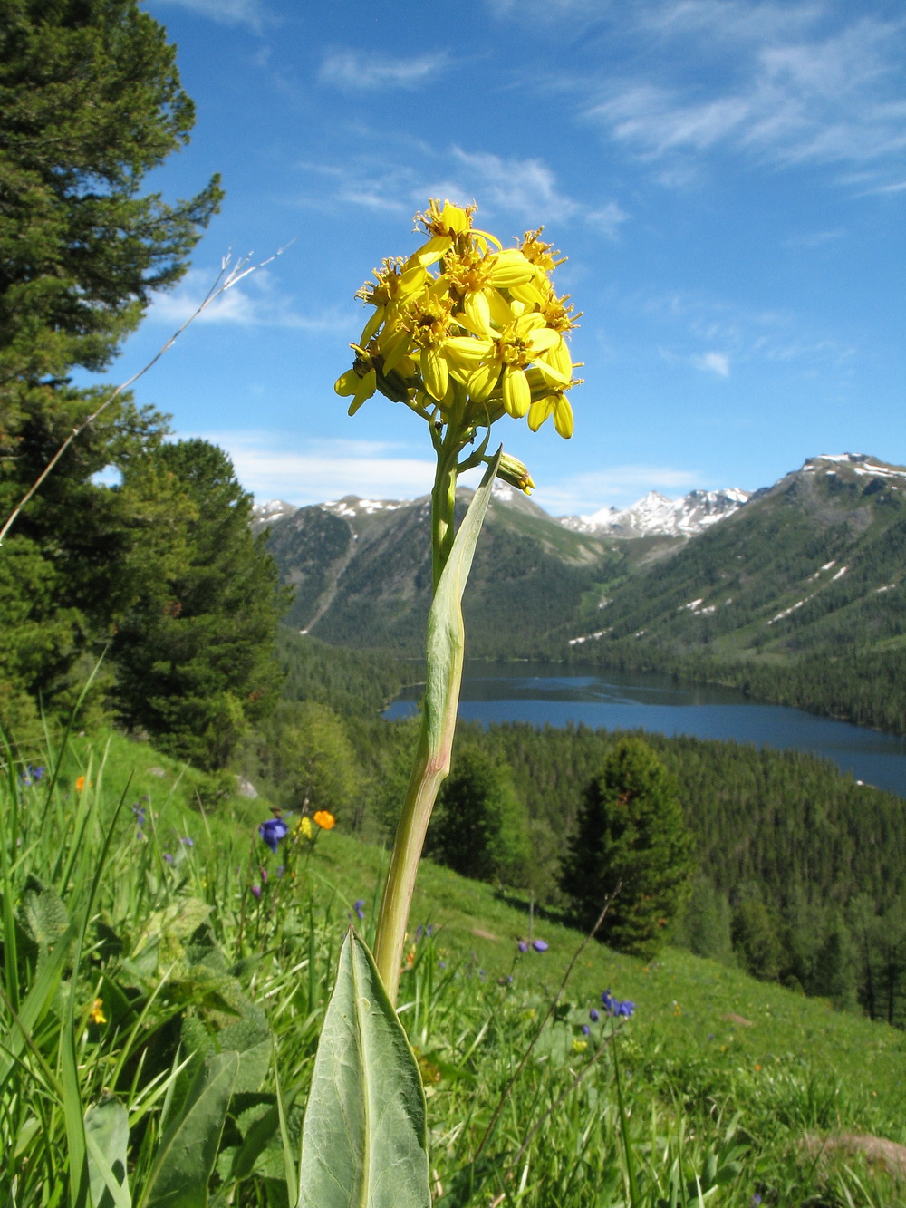 Image of Ligularia altaica specimen.