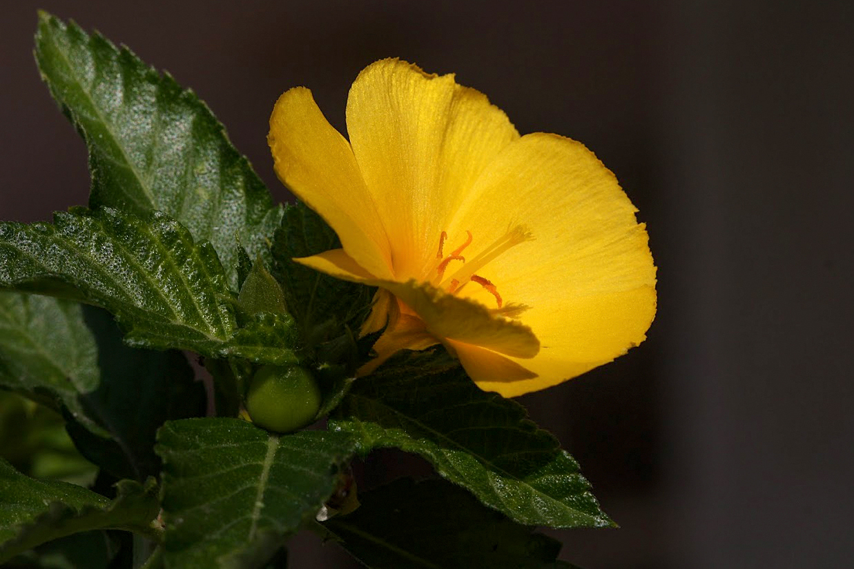 Image of Turnera ulmifolia specimen.