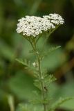 Achillea nobilis