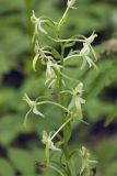 Platanthera metabifolia