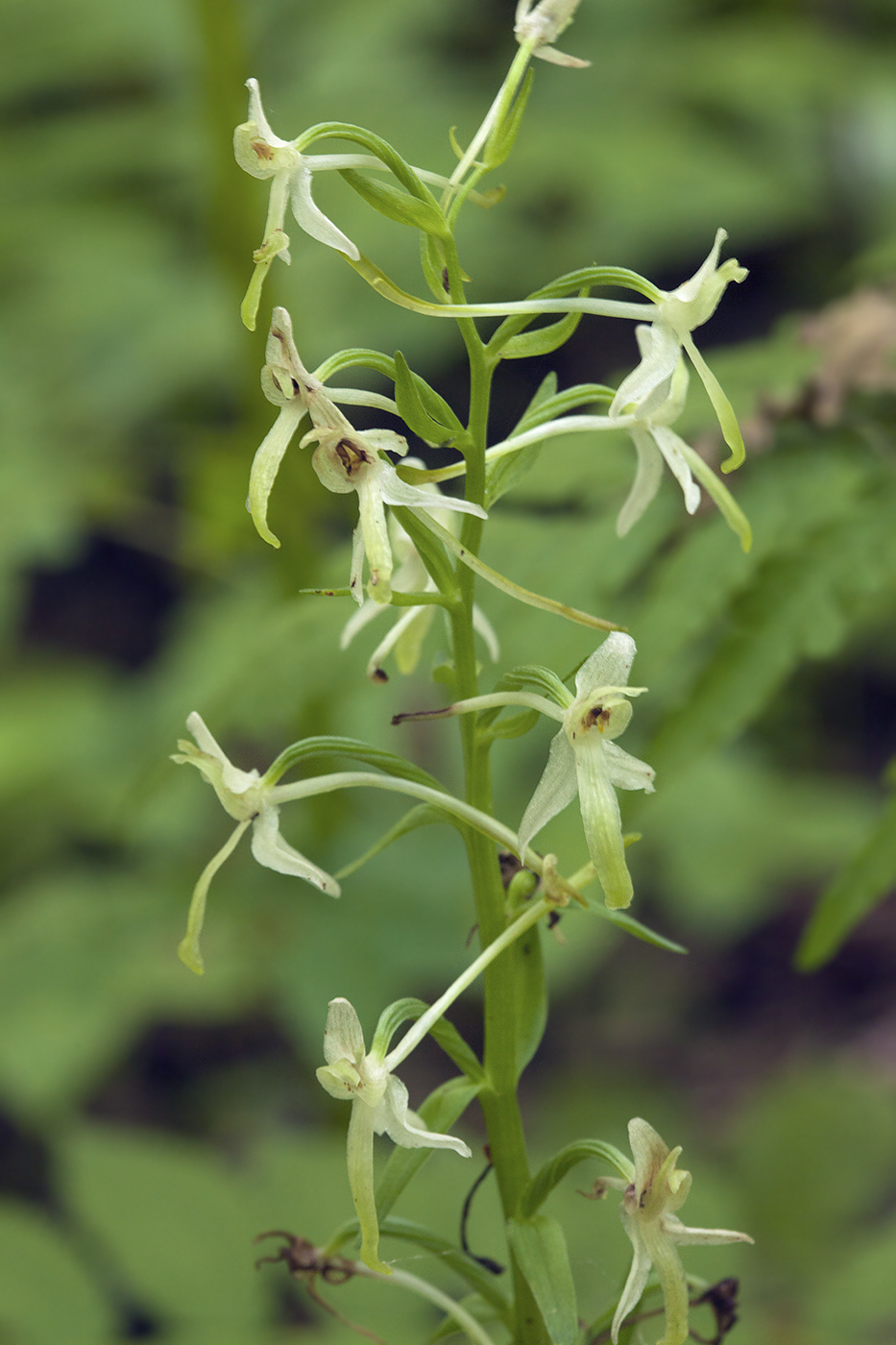 Image of Platanthera metabifolia specimen.