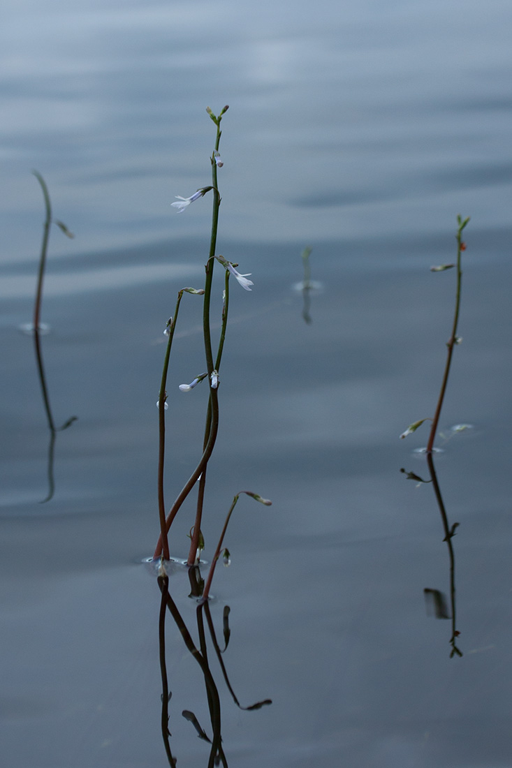 Image of Lobelia dortmanna specimen.