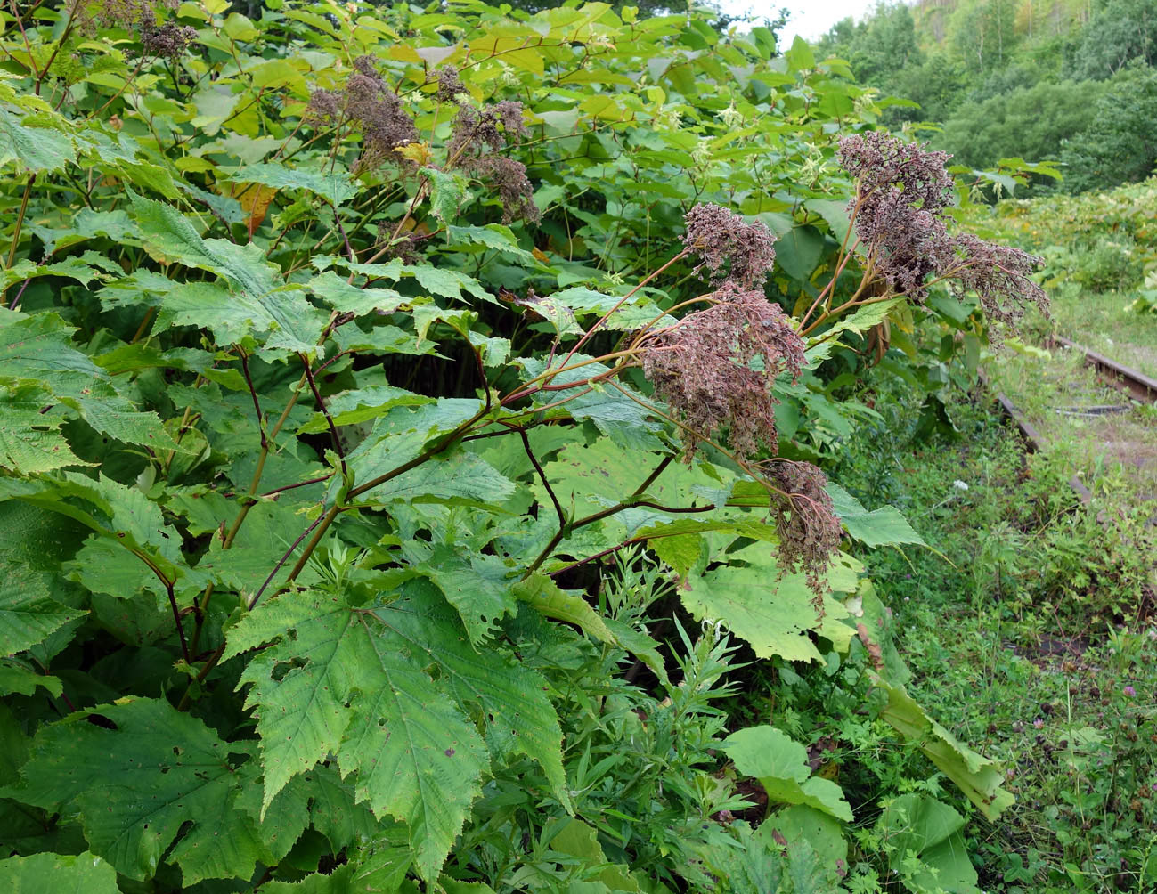 Изображение особи Filipendula camtschatica.