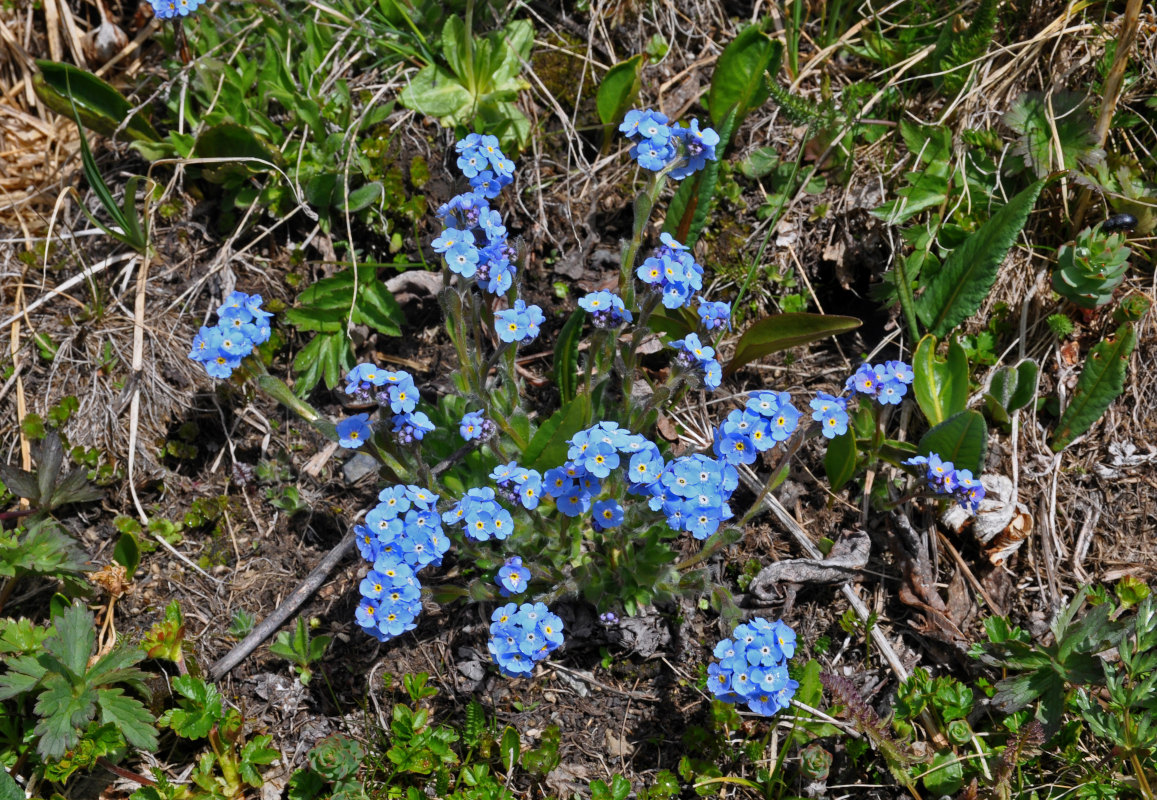 Изображение особи Eritrichium villosum.