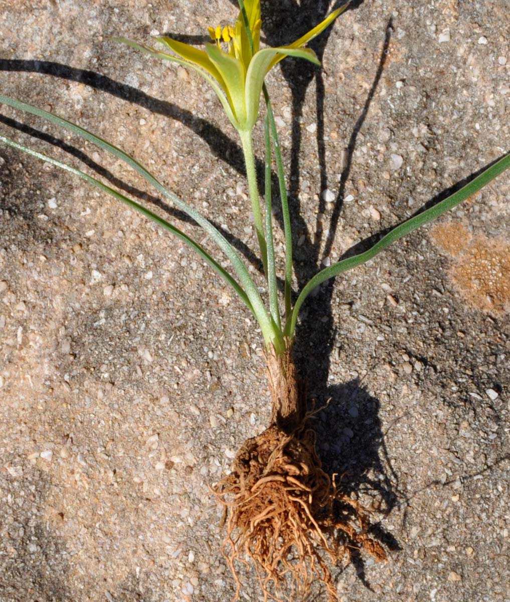 Изображение особи Gagea fibrosa.