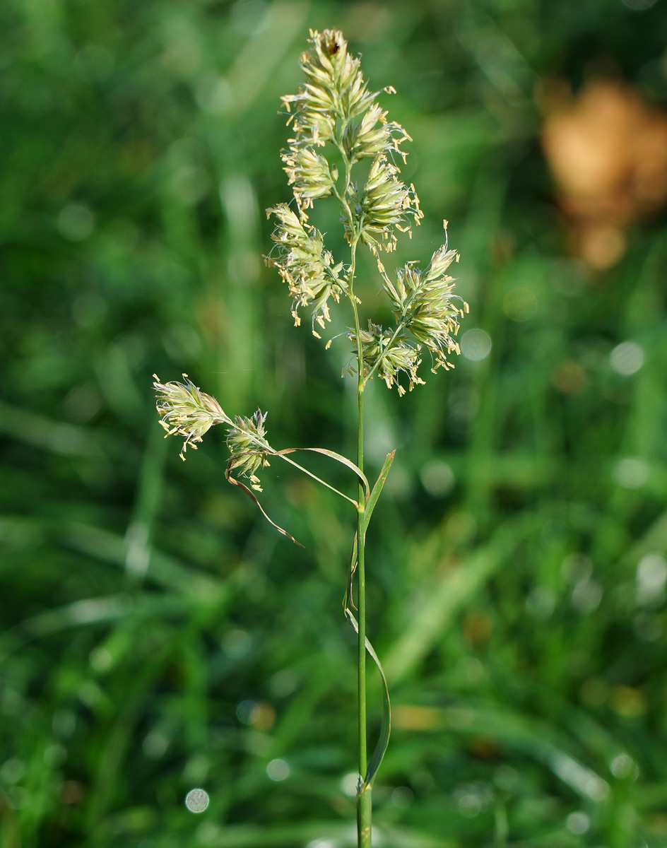 Изображение особи Dactylis glomerata.