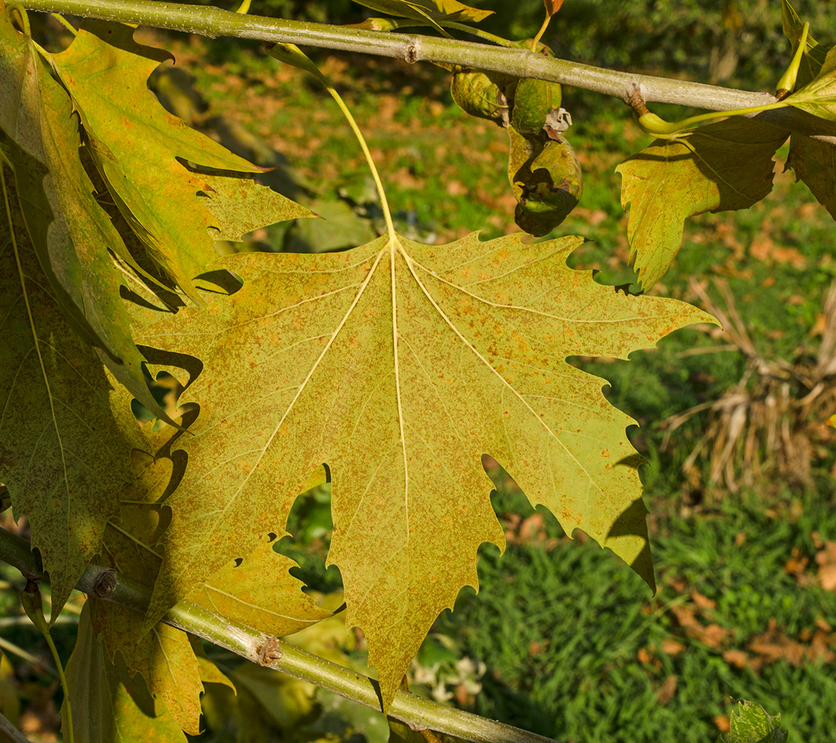 Image of Platanus orientalis specimen.