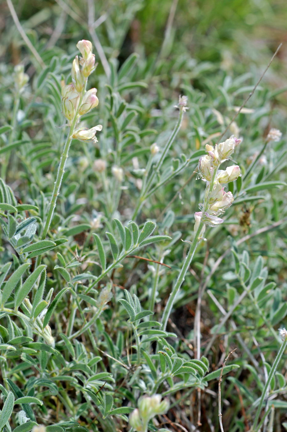 Image of genus Hedysarum specimen.