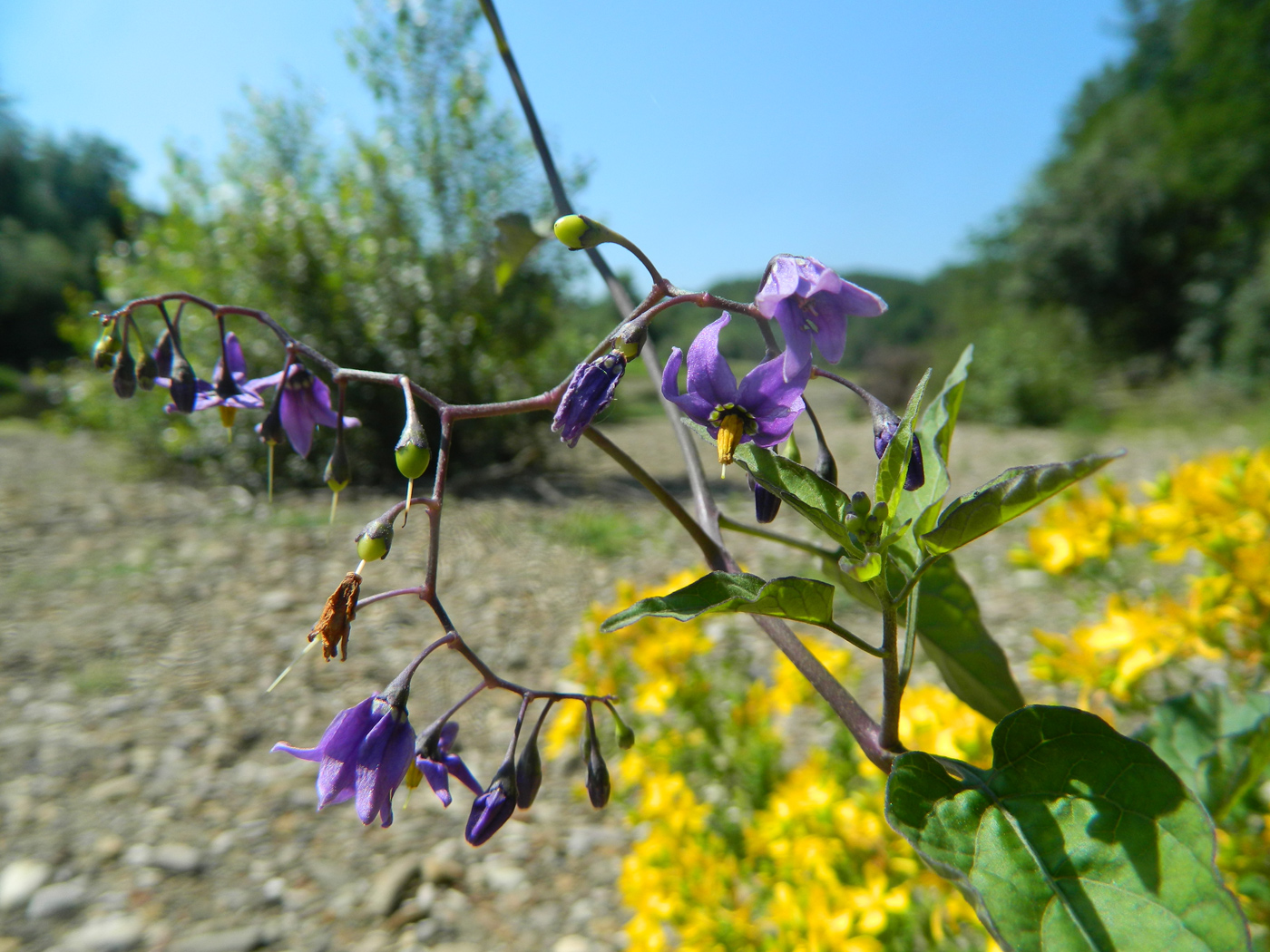 Изображение особи Solanum dulcamara.