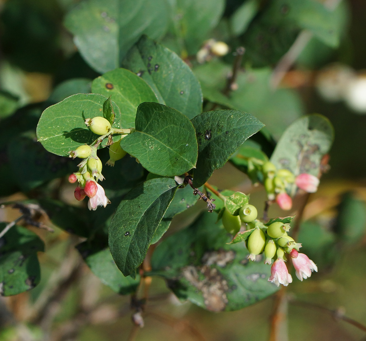 Image of Symphoricarpos albus var. laevigatus specimen.