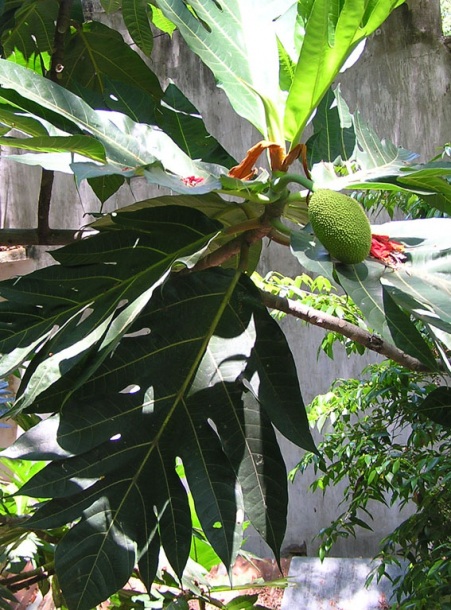 Image of Artocarpus altilis specimen.