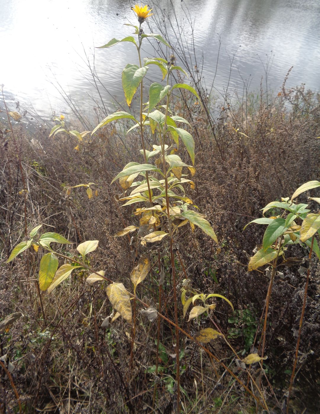 Изображение особи Helianthus tuberosus.