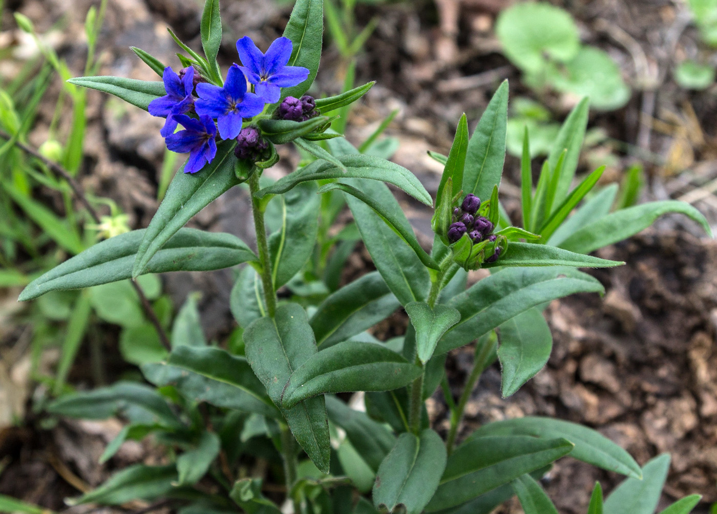 Изображение особи Aegonychon purpureocaeruleum.