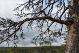 Pinus sylvestris. Часть ствола и поросшие лишайниками ветви старого засыхающего дерева. Карелия, Медвежьегорский р-н, крутой скалистый берег озера. 27.09.2019.